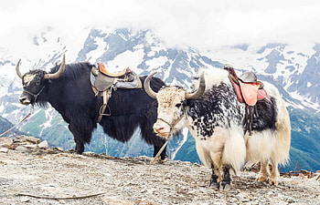 Yak , Animal graphy, Professional shots, Captivating HD wallpaper