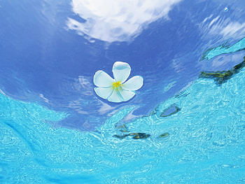 Plants, Flowers, Water HD wallpaper