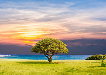 Ocean Summer Tree Landscape , ocean, tree, landscape, nature HD wallpaper