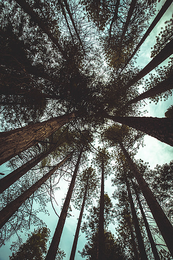 Nature, Trees, Sky, Clouds, Branches, Trunks, Bottom View HD phone wallpaper