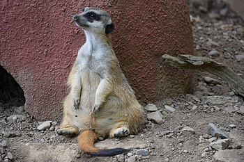 Animals, Cool, Is Sitting, Sits, Meerkat, Surikat HD wallpaper