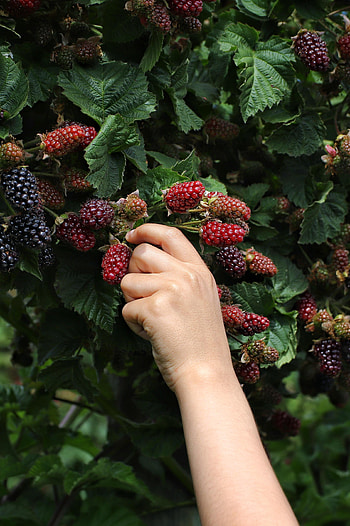 Leaves, Blackberry, Hand, Miscellanea, Miscellaneous, Berry HD phone wallpaper