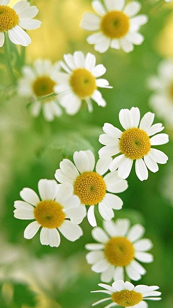 Flower, Daisy Flowers HD phone wallpaper