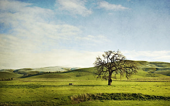 Nature, Sky, Summer, Wood, Tree, Greens, Field, Hills, Lonely, Slopes HD wallpaper