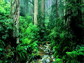 Rainforest beauty, Ultra , Nature's wonders, Captivating visuals HD wallpaper