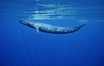 Blue whale animal, Oceanic life, Whales in the wild, Marine mammal HD wallpaper