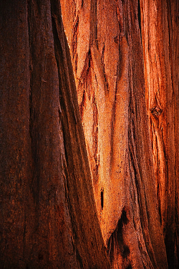 Wood, Tree, Texture, Textures, Brown, Bark HD phone wallpaper
