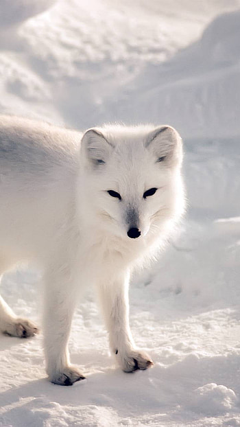 white, Animal HD phone wallpaper