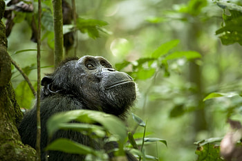 Chimpanzee, , Top picks, Natural beauty HD wallpaper