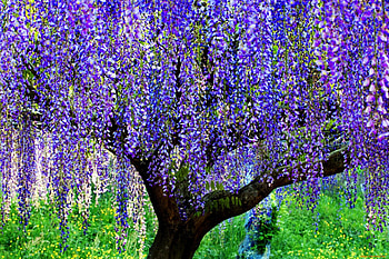 Wisteria tree, blue, garden, beautiful, grass, nice, park, summer, wisteria, pretty, branches, nature, lovely HD wallpaper