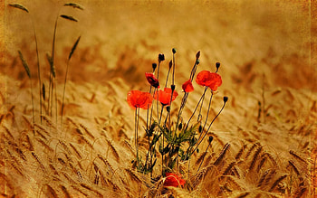 Nature, Flowers, Poppies, Field, Ears, Spikes HD wallpaper