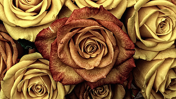 Roses, golden, rose, skin, yellow, red, texture, trandafir HD wallpaper