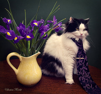 still life, style, iris, bouquet, graphy, nice, flower, , cat, beautiful, purple, jug, elegant, cool, flowers, chic, harmony HD wallpaper
