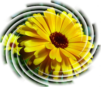 Yellow Flower Swirl, large yellow flower, swirly lines HD wallpaper