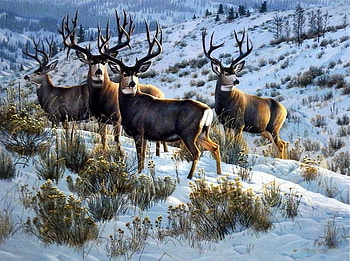 Members Only, winter, painting, deer, snow, mountains HD wallpaper