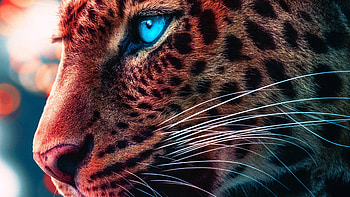 Cheetah Magical Eyes , cheetah, animals HD wallpaper
