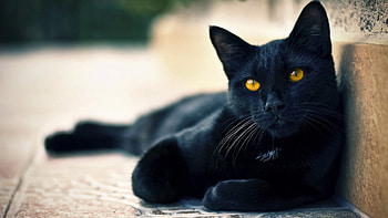 Beautiful & Cute Black Cats HD wallpaper