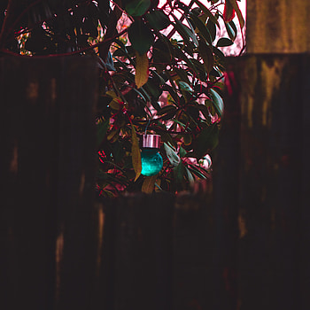 Plant, Dark, Ball, Decoration, Decorative HD phone wallpaper