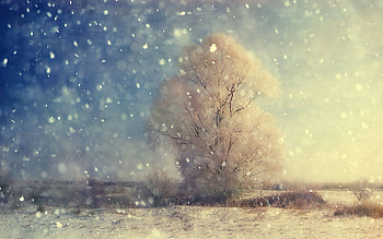 Winter, Nature, Wood, Tree, Field, Grains, Snowfall HD wallpaper