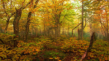 Misty autumn forest at the Jacques-Cartier National Park in Quebec, leaves, fall, sunlight, trees, colors, canada HD wallpaper