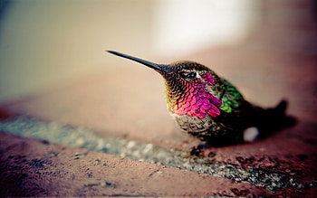 Animals, Birds, Humming-Birds HD wallpaper