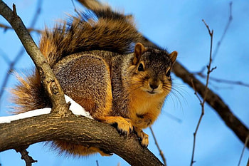 squirrel, nature, animals, tree HD wallpaper