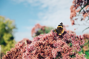 Flowers, Plant, Macro, Insect, Butterfly HD wallpaper