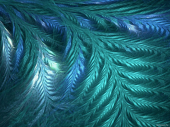 Background, Fir-Trees HD wallpaper
