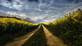 nature, rapeseed HD wallpaper
