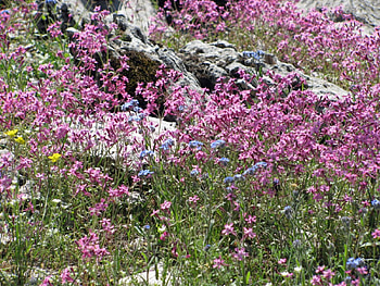Forget Me Nots, flowers, forget HD wallpaper
