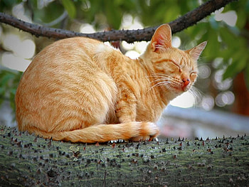 Brown Cat, cute, brown, cat HD wallpaper