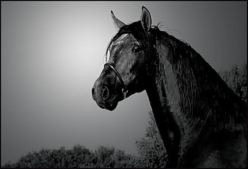 Old Times, spanish, andalusian, horses, grey HD wallpaper