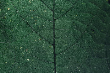 Macro graph showcasing the intricate veins and texture of a green leaf. HD wallpaper