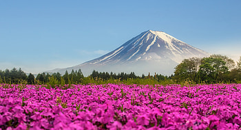 Pink flower field, Mt. Fuji backdrop, Tranquil setting, Captivating view HD wallpaper