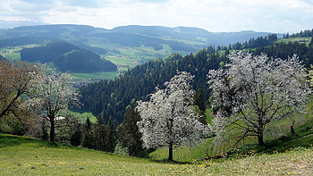 White Flowers Spruce Trees Slope Forest Mountains Under Blue Sky During Daytime Nature HD wallpaper