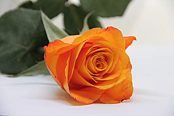 Orange rose, bud, flower HD wallpaper