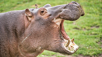 Jaws, Hippopotamus HD wallpaper