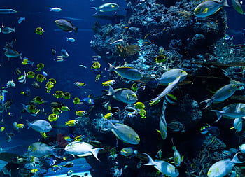 Capture the vibrant marine life of a tropical aquarium with diverse fish species swimming amidst colorful corals. HD wallpaper