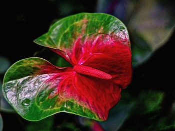 Anthurium, beautiful, rare, red, green flowers HD wallpaper