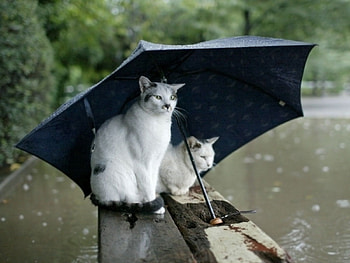 Animals, Cats, Couple, Pair, Spotted, Umbrella HD wallpaper