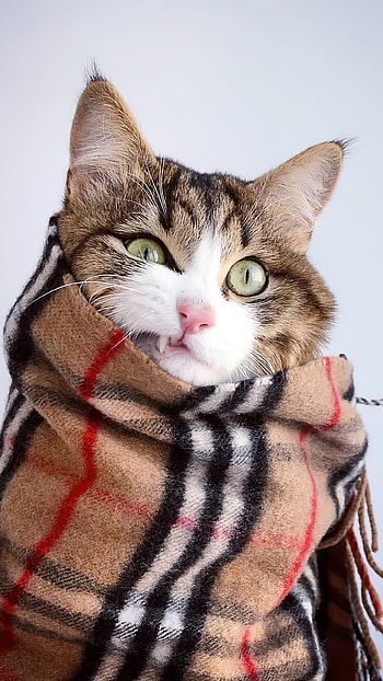 scarf, Animal, cat HD phone wallpaper