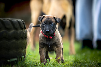 Animals, Dog, Stroll, Puppy, Belgian Shepherd HD wallpaper