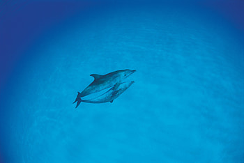 Animals, Dolfins, Love, Ocean HD wallpaper