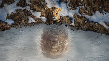 Mufasa’s Legacy: The Lion King Ultra, Mufasa: The Lion King HD wallpaper