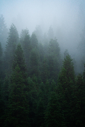 Nature, Trees, Forest, Fog, Fir, Spruce HD phone wallpaper