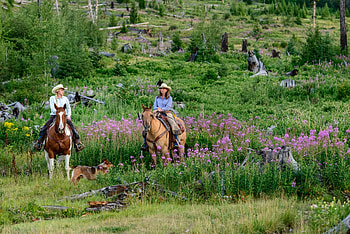 Spring Ride, dog, blonde, stumps, brunette, cowgirls, horses, trees, flowers, Spring, hats HD wallpaper