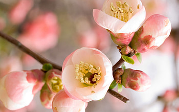 Flowers, Macro, Petals, Bloom, Flowering, Branch HD wallpaper