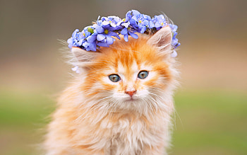 Kitten, summer, blue, flower, cat, orange, vara, wreath, pisici HD wallpaper