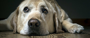 Labrador in , Brilliant , Stunning ry, Emotionally captivating HD wallpaper