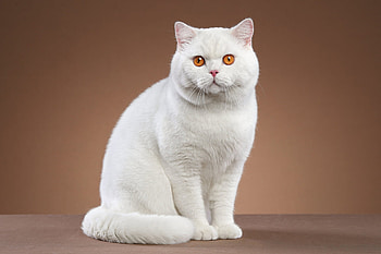 White Cat, animal, kitten, White, cat HD wallpaper
